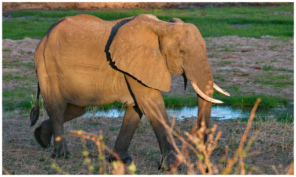 africa expedition