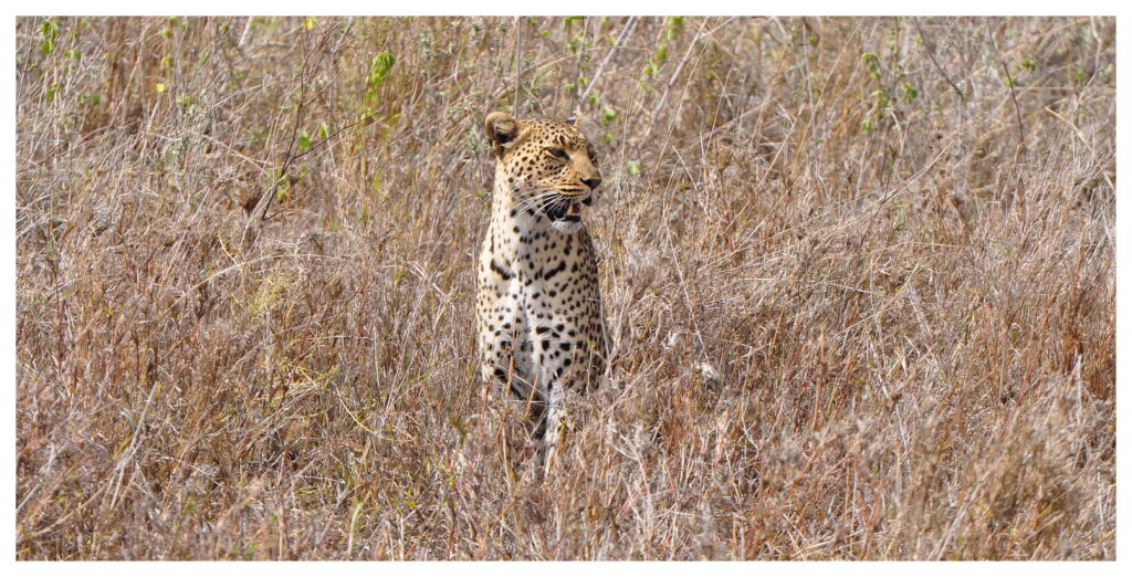 africa expedition
