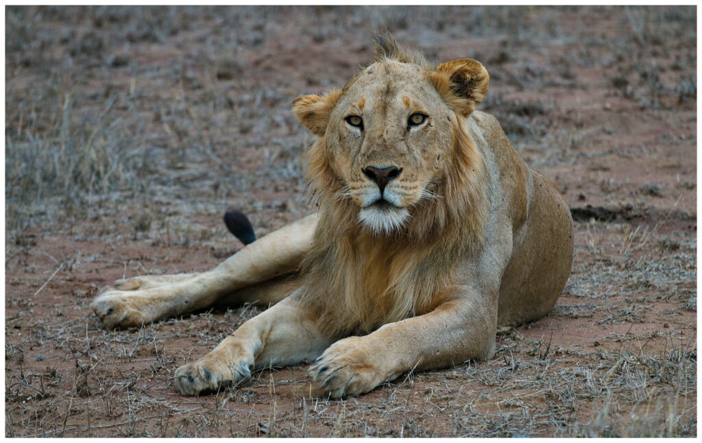 africa expedition